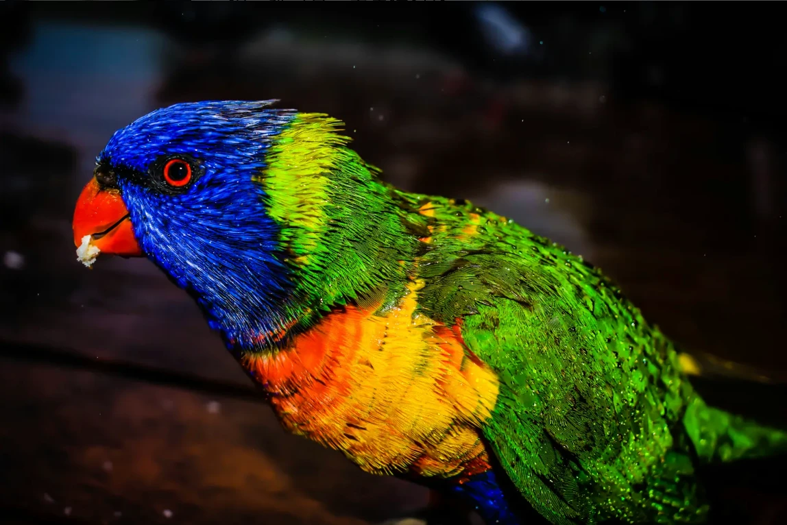 Wan 2.7 Image Edit Pro: Color-match the skirt in Figure 1 according to the colors of the bird in Figure 2, full of artistic sense, kee